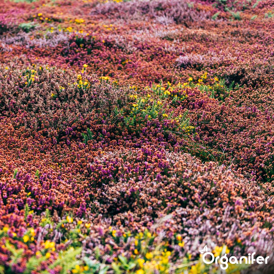 Dünger für Sedum und Dachbegrünung - 10 kg = 200 m2 - Langzeitdünger für Sedumdächer - Kräftiges Wachstum - Vorbeugung von kahlen Stellen - Mit Magnesium - NPK 9-2-7 - Organifer 4