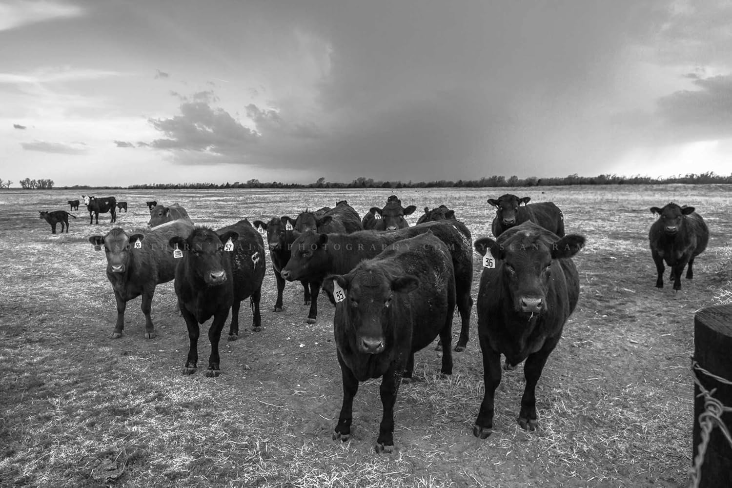 Photographs - Cow Photography Print (Not Framed) Black and White Picture of Herd of Angus Cattle Gathering as Storm Brews on Spring Day in Kansas Country Wall Art Farmhouse Decor (8