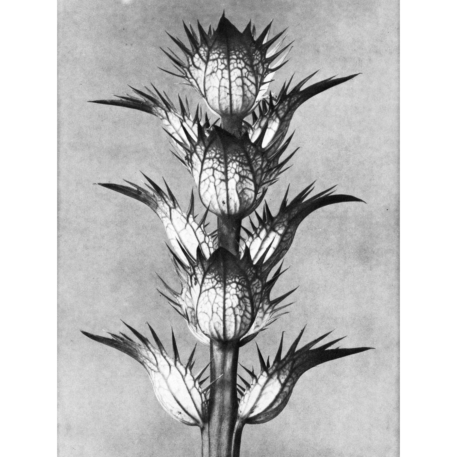 Artery8 Karl Blossfeldt Plant Study Flower Vintage Photo Large Wall Art Poster Print Thick Paper 18X24 Inch