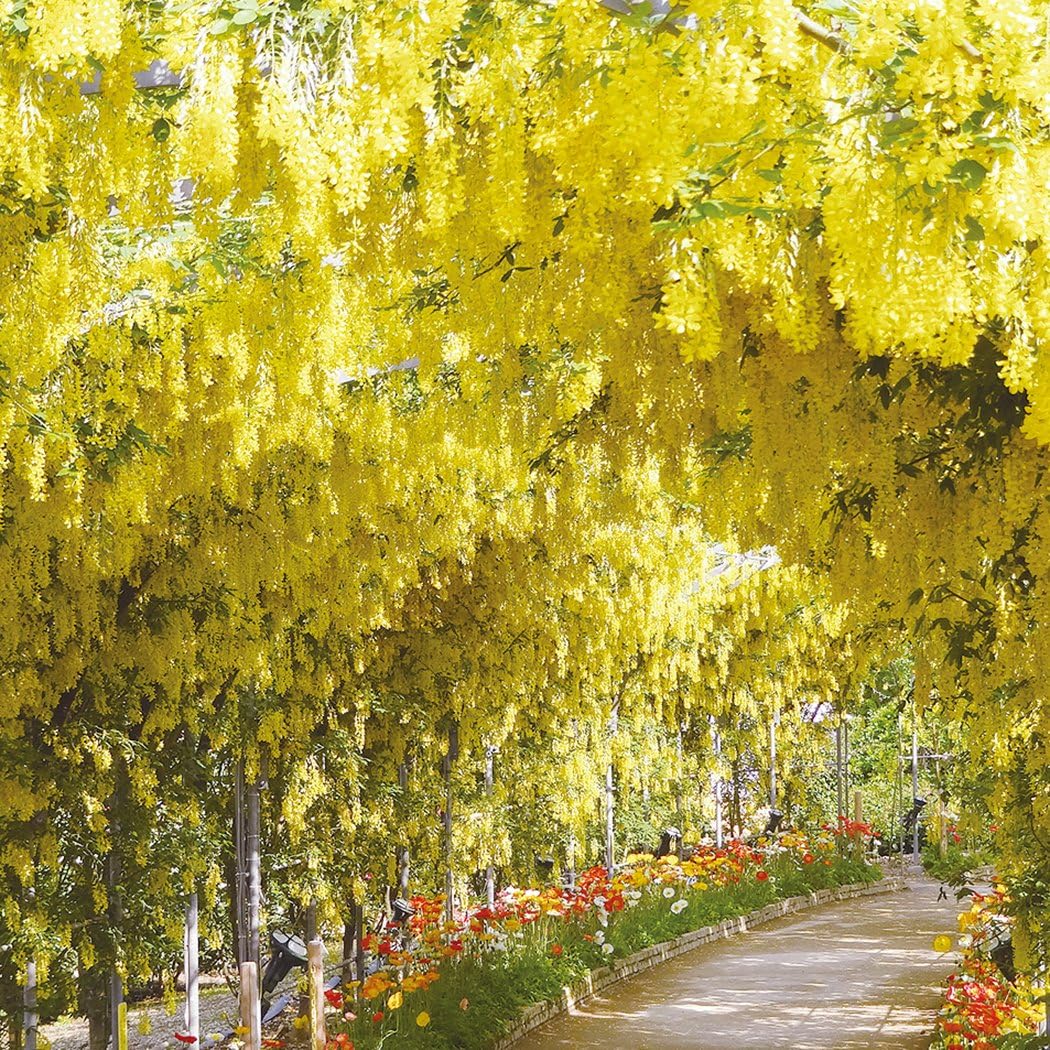 Semillas Soteer Seed House 10 Piezas Semillas de Wisteria japonesas