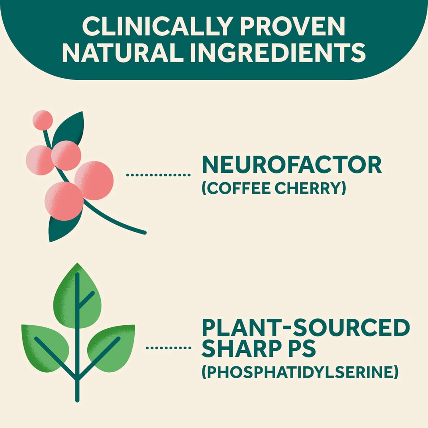 Brain Support Supplement - NEURIVA Plus (30 count in a bottle), Plus B6, B12 & Folic Acid, Supports 6 Indicators Of Brain Performance: Focus, Memory, Learning, Accuracy, Concentration & Reasoning: Health & Personal Care