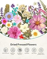 Resiners 100 Pcs Dried Flowers for Resin Crafts Preserved Real Flowers Kit view 8