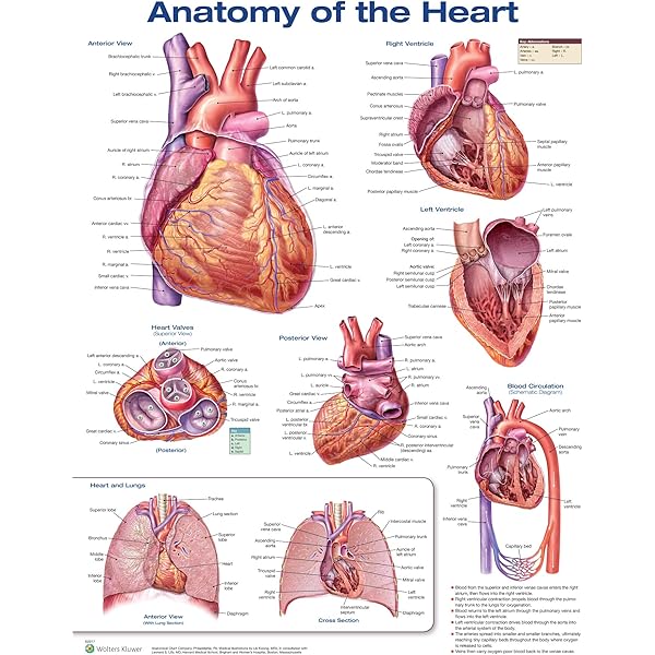 Wilcox's Surgical Anatomy of the Heart: 9781107014480: Medicine