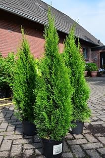 Smaragd Lebensbaum Thuja occidentalis Smaragd 100-125 cm hoch im 5 Liter Pflanzcontainer