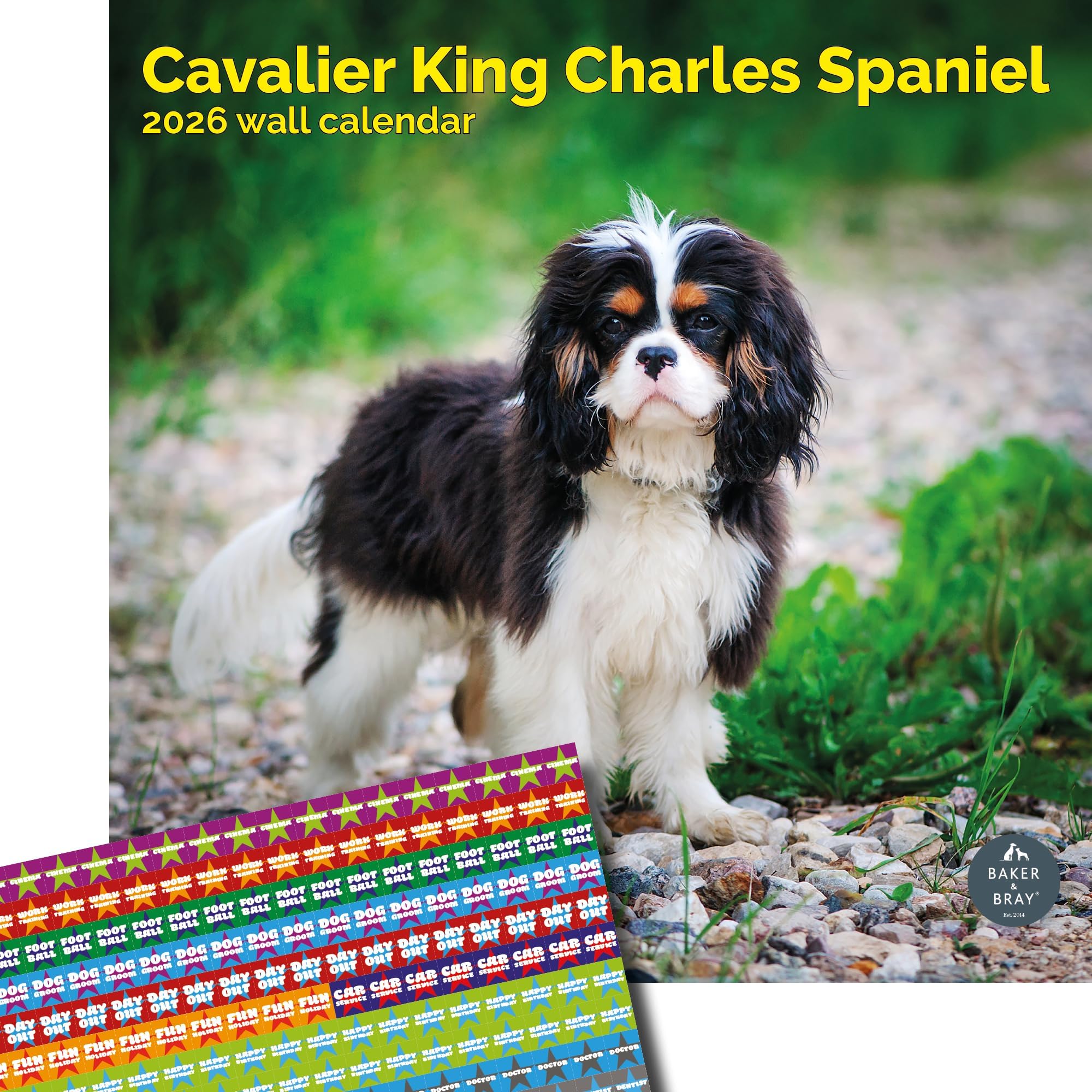 Baker and Bray Cavalier King Charles Calendar 2026, Large Square Wall Calendar With Organisational Stickers, 16 Month, Cavalier King Charles Gift Dog Calendar
