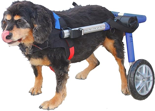 walkin wheels medium