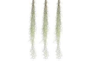 ragnaroc Tillandsia Usneoides ‘Thick-Colombian Spanish Moss’ - ragnaroc Indoor Tropical Plant 16” / 3 oz - Live Arrival Guaranteed - Live Air Plant & House Plants for Home Decor & Gift