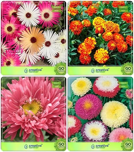 Creative Farmer Flower Seeds : Plant Seeds For Home Garden Flowers All Season and Winter/Summer and Winter Combo Burf-Heavens, Marigold-Nana Bonita, Aster Pomponent and Others -1 Packs