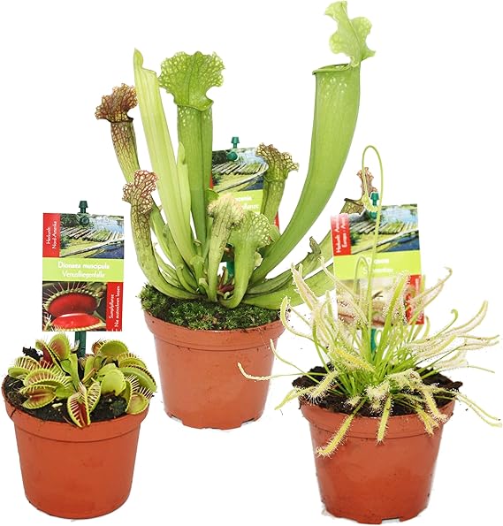 blumenerde f�r fleischfressende pflanzen