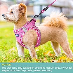 haapaw Dog Harness with Leash Set, No Pull