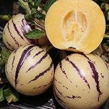 30 Pepino Melon Seeds for Planting - Pear Melon