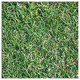 Everwilde Farms - 1 Lb Buffalo Grass Native Grass
