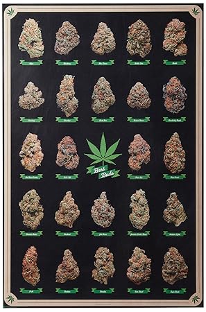 Close Up Cannabis Poster Best Buds Marihuana-Sorten (61cm x 91,5cm)