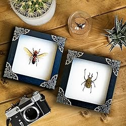 2 Real Framed Wasp Beetle Handmade Shadow Box