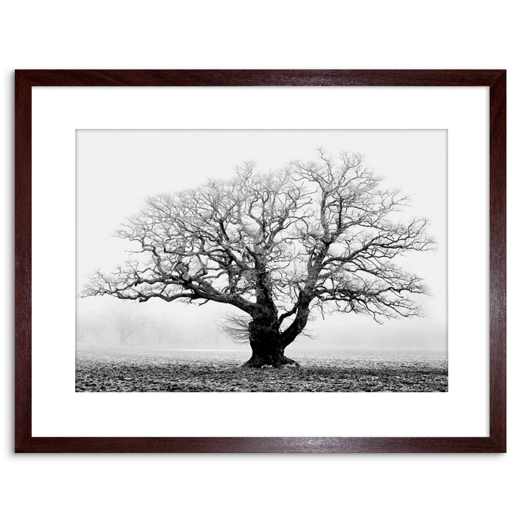 Wee Blue Coo Oak Tree B&W Mist Fog Photo Framed Wall Art Print