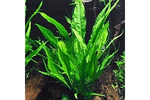 Java Fern – Mature, Healthy, Super Easy Live Aquarium Plant 5-6 in. Great for Betta Guppy Cherry Shrimp! by Aquatic Discounts. BUY2GET1!