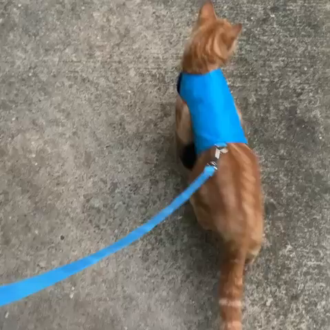 Get Escape Proof Cat Harness Reviews Background