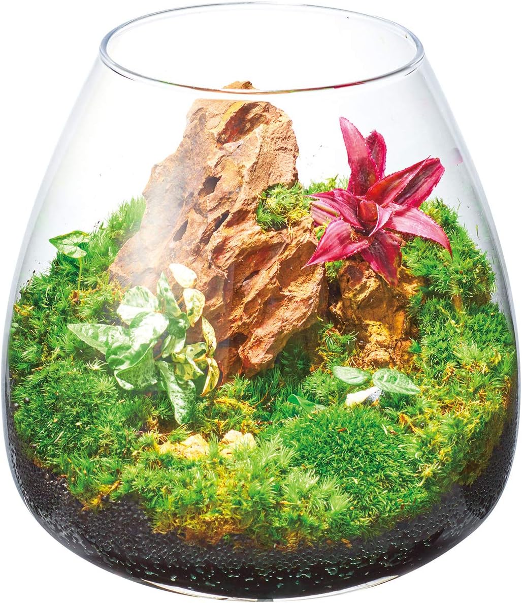 Amazon ジェックス グラスアクアリウム ティアー M サイズ ジェックス 飼育セット 通販