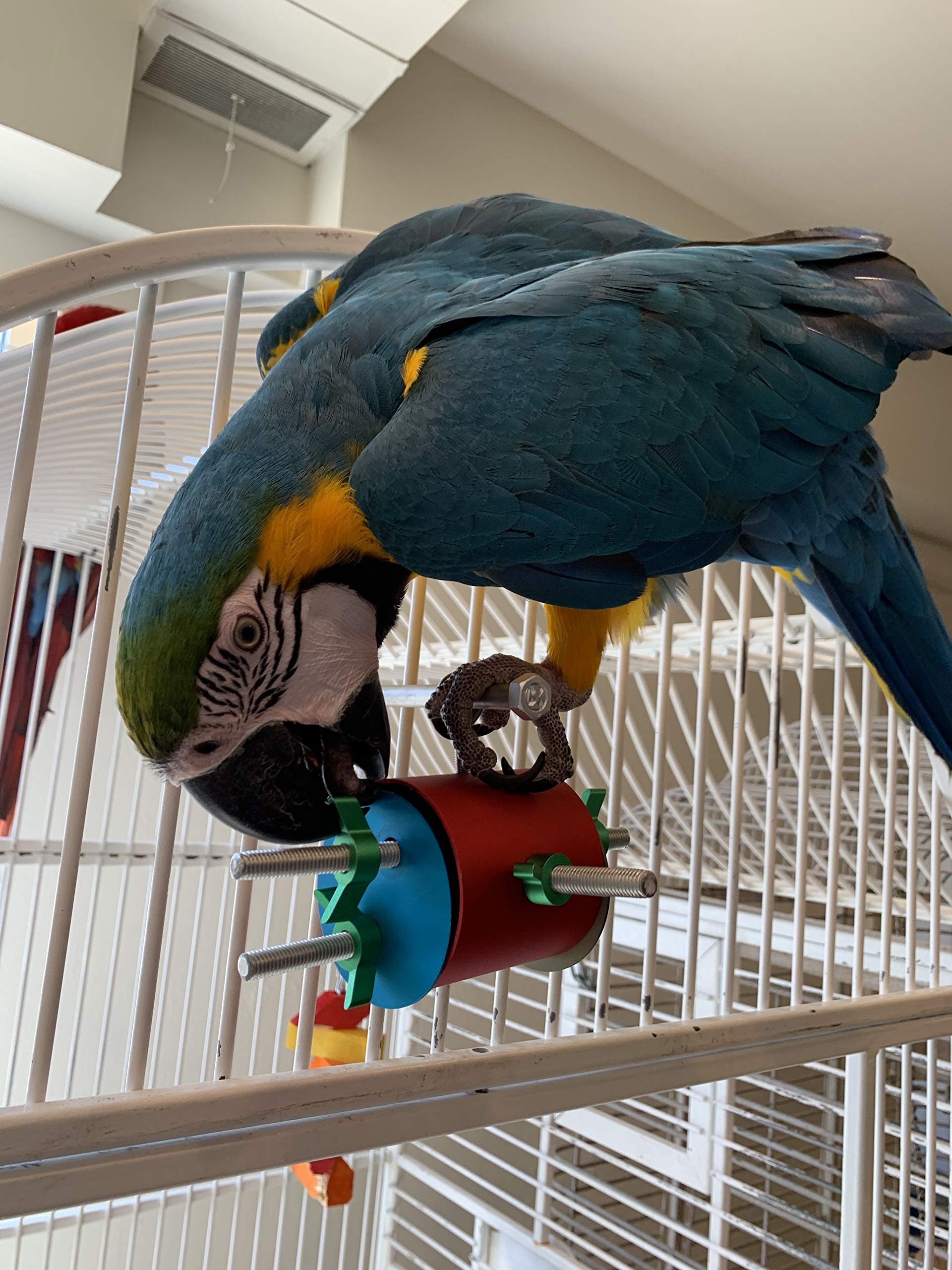 macaw foraging toys