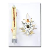 Vision Scientific Neuron Model - 2500X Enlarged, Labeled Diagram Included, Perfect for Students &amp; Educators