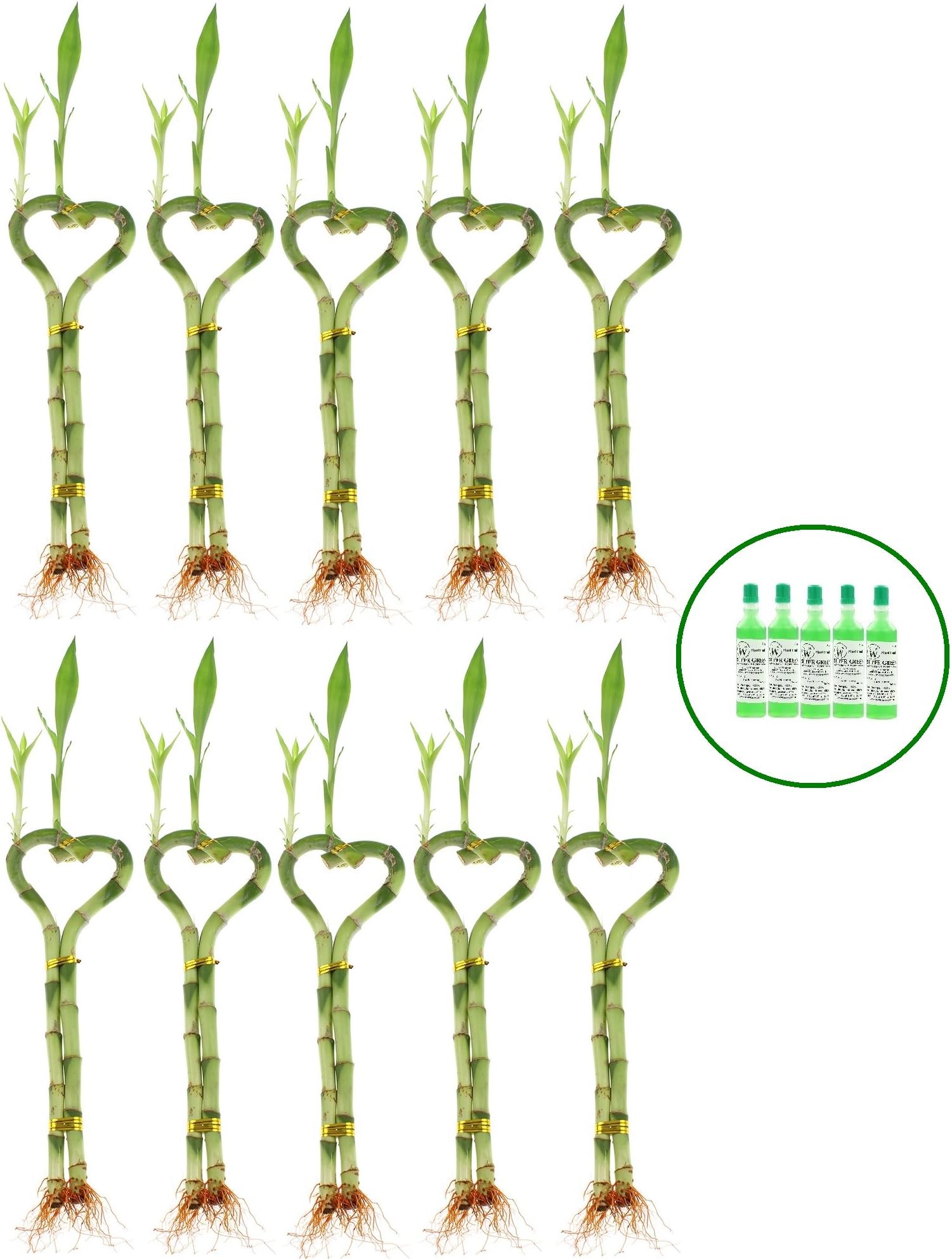 Set of Ten Heart Shaped Lucky Bamboo Stalks with 5 Free Bottle of Bamboo Fertilizer (10)