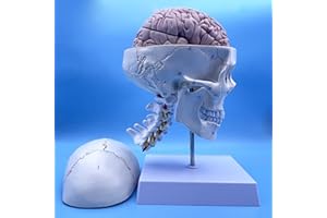QSMYS Human Skull and Brain with Cervical Vertebra Anatomy Model, Life Size Anatomical Model for Science Classroom Study Display Teaching