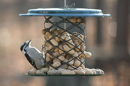 Amazon Com Birds Choice Xwpf Whole Peanut Feeder Green In Color