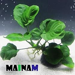 Mainam Anubias Barteri Coin Leaves