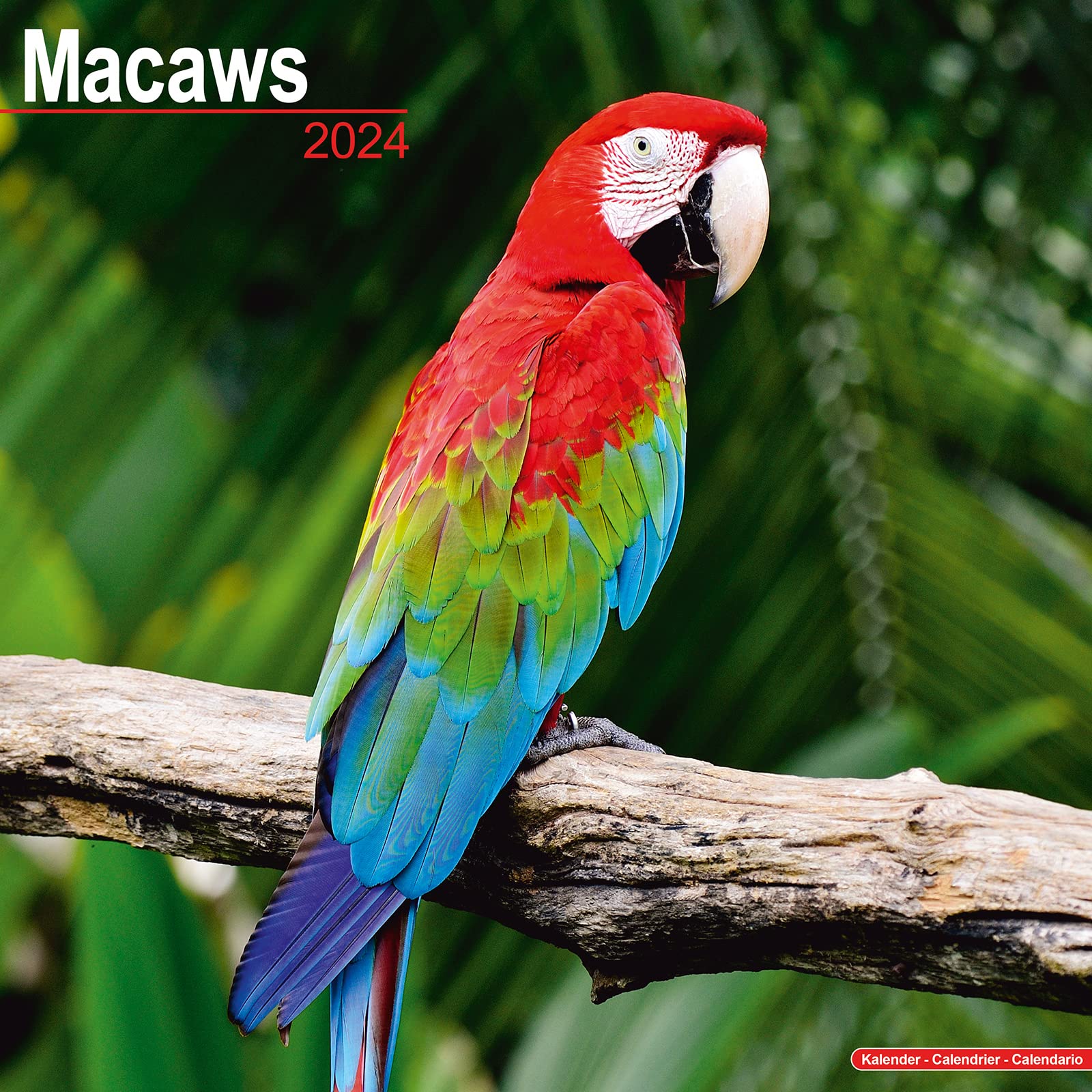 Macaws Calendar 2024 | Square Bird Wall Calendar - 16 Month