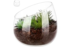 Gadpiparty Clear Glass Terrarium with Modern Slanted Mouth Compact Succulent Planter Pot for Indoor Moss and