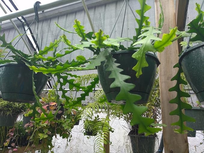 EPIPHYLLUM ANGULIGER RIC RAC CACTUS 1