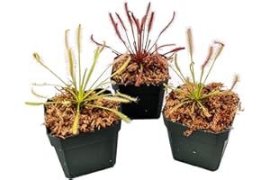 GENERIC Carnivorous Cape Sundew Collection - 3 Different Drosera capensis Varieties - Live Arrival Guarantee, Adult Plants, 3" pots & Soil Included - Predatory Plants