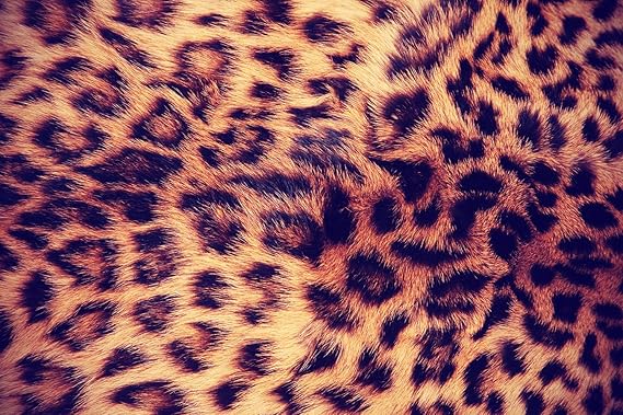 Bilderdepot24 Fototapete selbstklebend Leopardenfell - Vintage 420x270