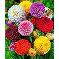 Seeds4planting - Seeds Dahlia Pompon Mix Annual Beautiful Flower Non GMO