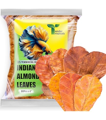 Klink Ocean: La Hoja De Almendro Indio (Catappa) Con