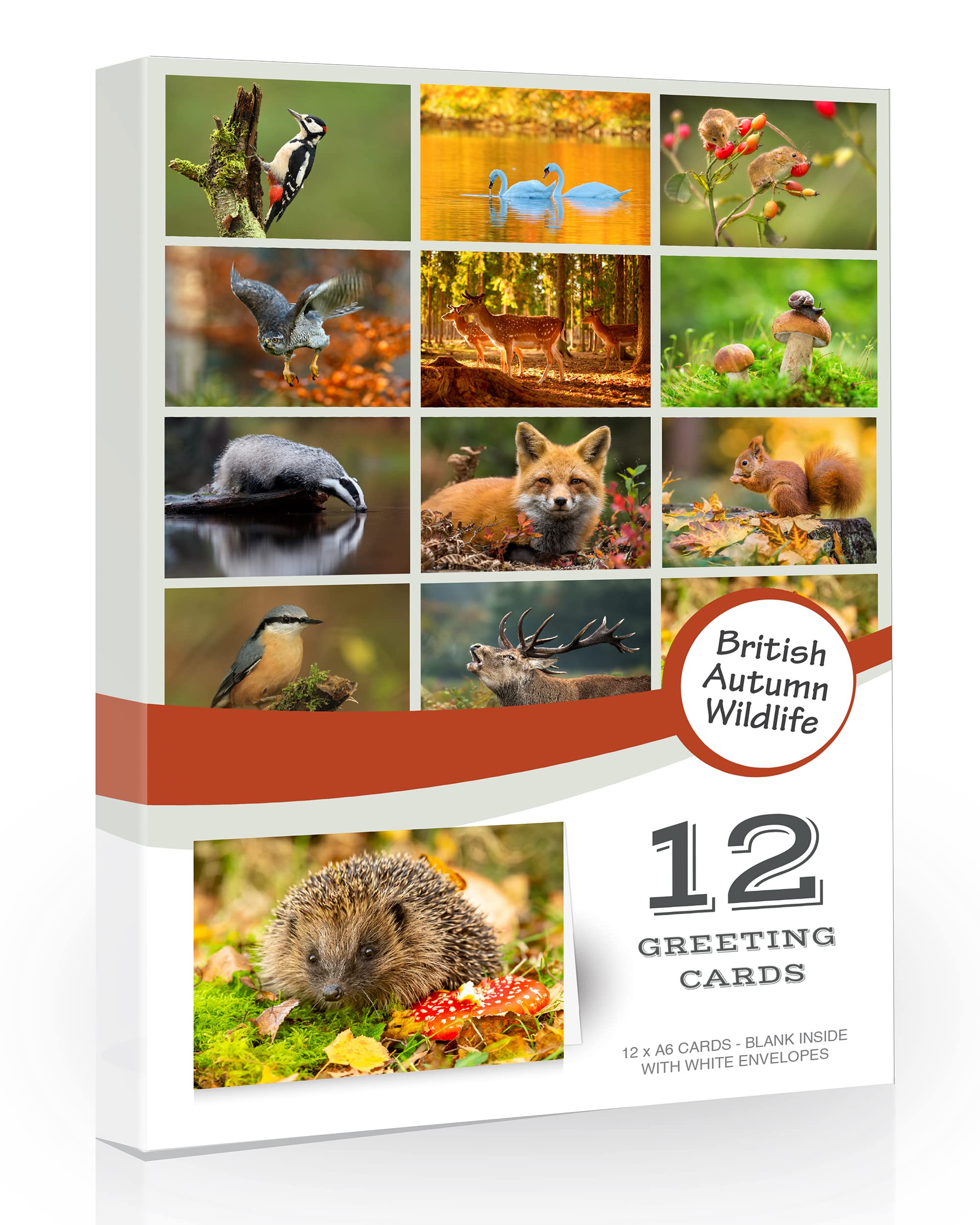 12 x British Autumn Wildlife Folding Greeting Cards with Envelopes. Autumn UK Countryside Collection. Blank Inside for All Occasions