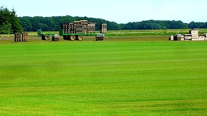 1 m² Rollrasen Fertigrasen