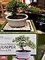 thumbnail image 2 of Outdoor Bonsai Plants Brussel's Live Green Mound Juniper Outdoor Bonsai Tree - 3 Years Old In Zen Pot Juniper Stems 2 of 9