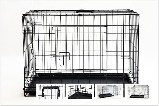 local siamese kittens for sale