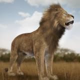 Life Of Lion and Animals