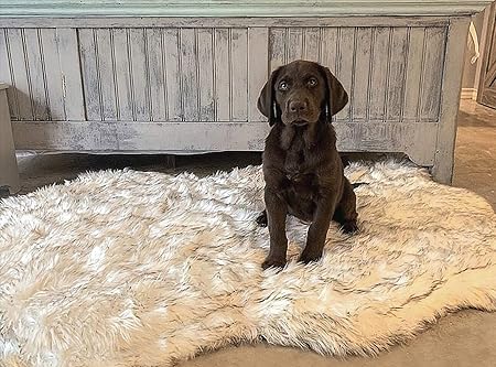 memory foam faux fur dog bed