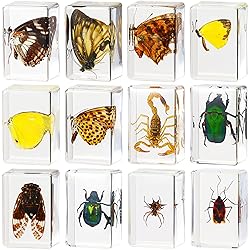 Macarrie 12 Pcs Insect in Resin Specimen Bugs