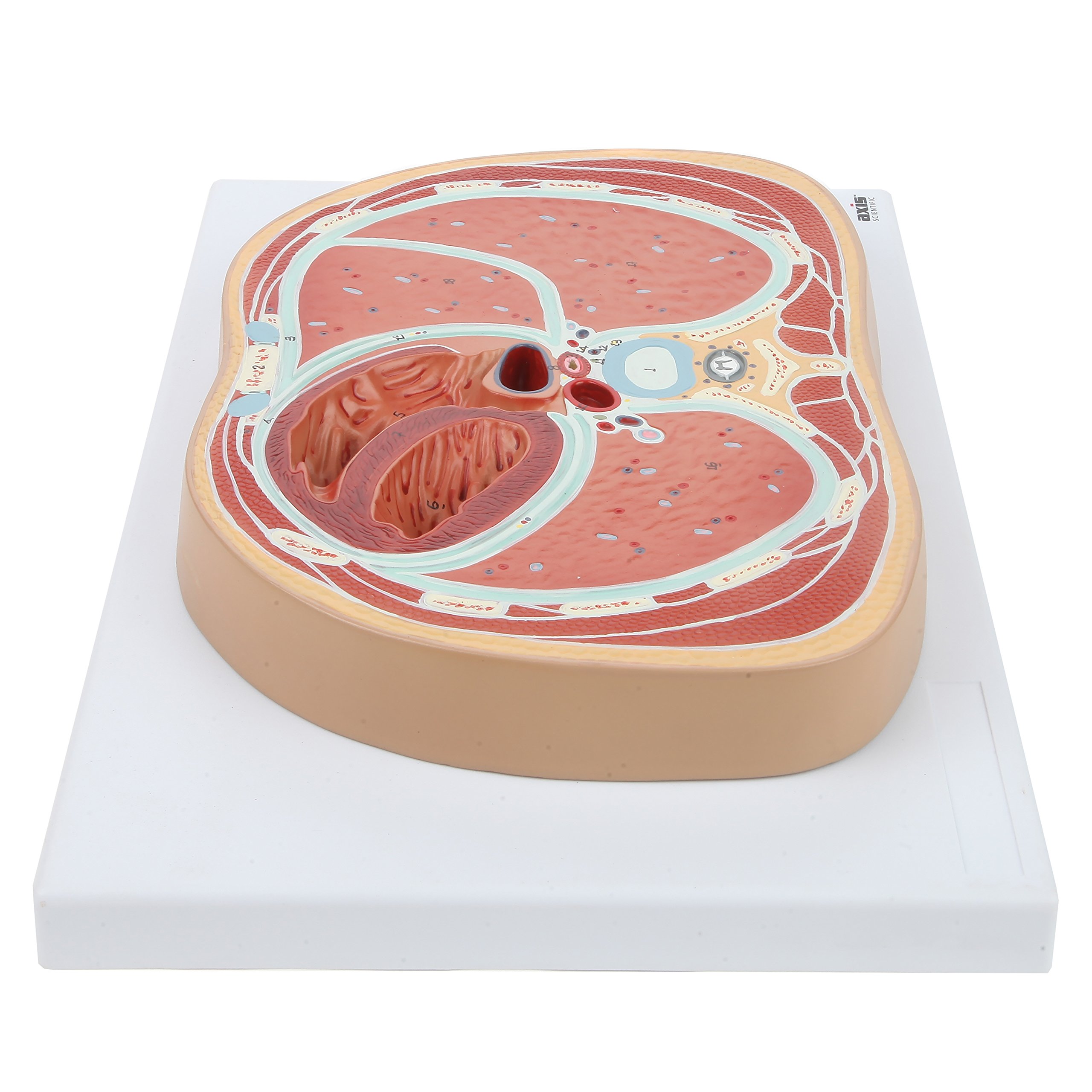 Axis Scientific Anatomy Model of Abdominal Cross Section at T6 | Offers View of Thorax at T6 Vertebrae | Depicts Vital Organs and Systems | Comes on Base | Includes Product Manual