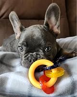 Nylabone Gentle Puppy Teething Keys Bacon Extra Small up to 7 kg view 2