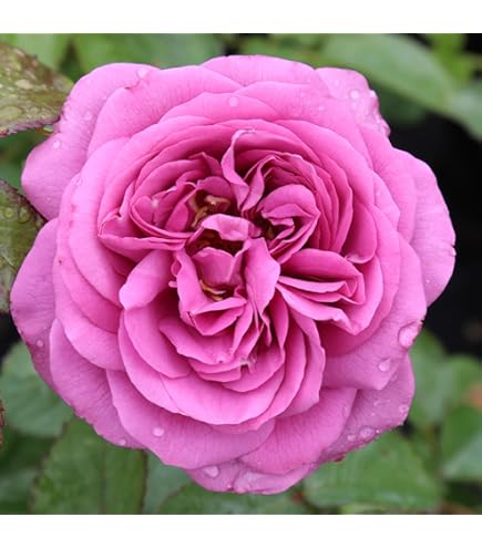Amazon.com : Heirloom Lavender Rose Bush, Rose Bushes Ready to Plant, 2  Quart Pot, Plant Gifts, Roses Live Plants (Lavender - Heirloom Rose) :  Patio, Lawn & Garden