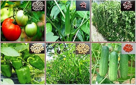 Seedstores : Hybrid Vegetable Seeds : KIT of 6 Items for Kitchen Terrace Top Balcony Poly House Gardening TYPE-B