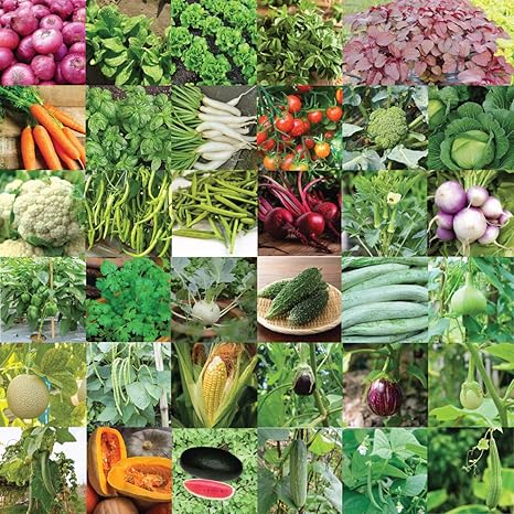Pyramid Seeds Indian Vegetable Seeds Bank For Home Garden 35 Varieties - 1675 Seeds