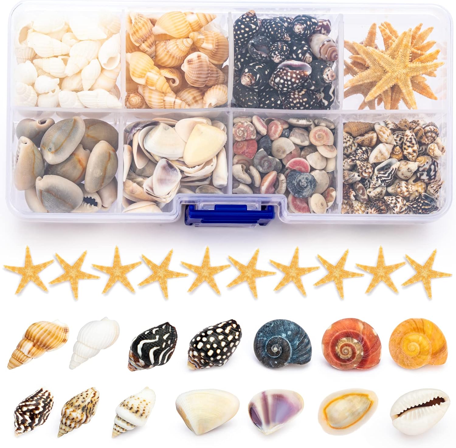 Vase Fillers - Premium Tiny Seashell Mix, Including Sea Shells, Sea Snails and Starfish Total 300+PCS (8 Kinds), Shells for Crafts Decorating Resin and Mosaics Projects DIY Crafts Home Decor Beach Themed Party