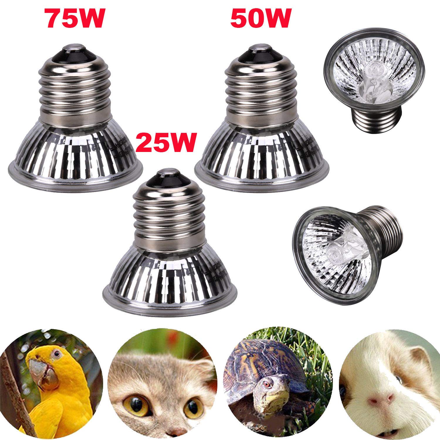 Heat Lamps For Small Chicken Coops at Lawrence Franco blog