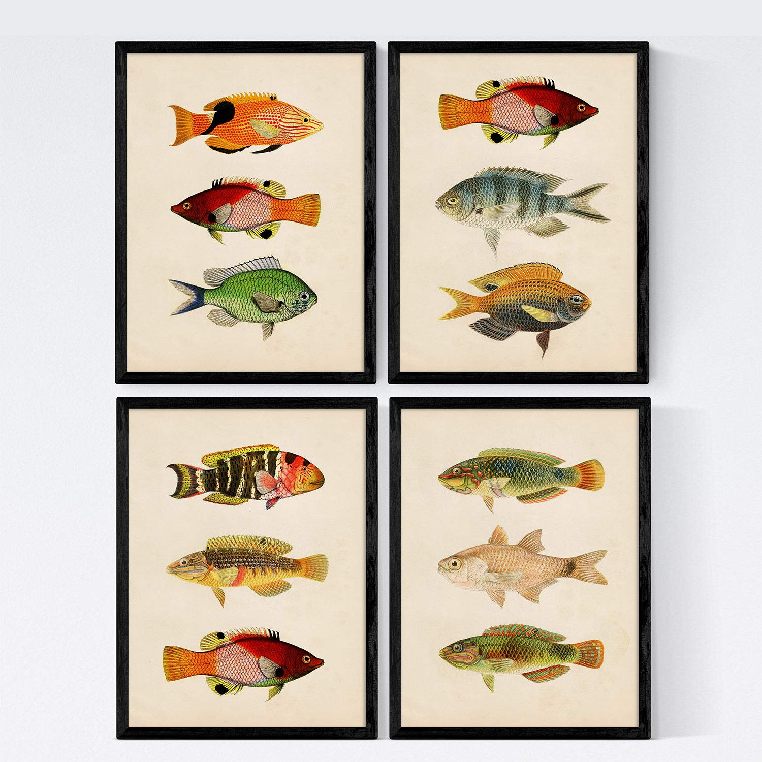 Nacnic Set 4 sheets of fish vintage colorful effect. Andaman. Composition of 12 different fish in A4 size, vintage background old paper Poster paper 250 gr high qualit